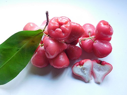Water Apple (JAMBU AIR) | Indonesian Fruits