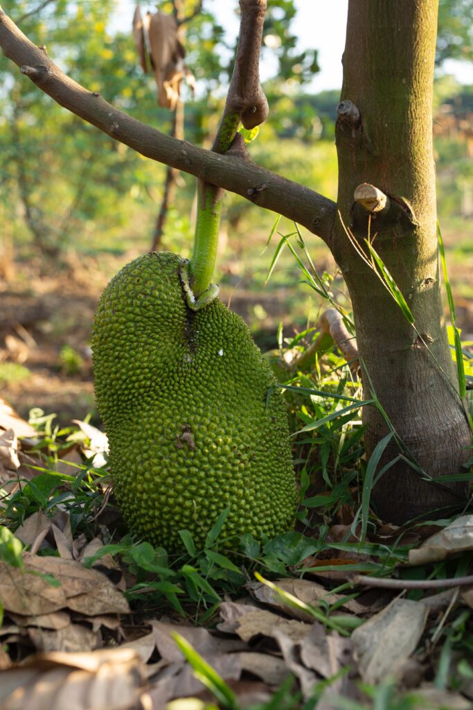 Jackfruit (Nangka)