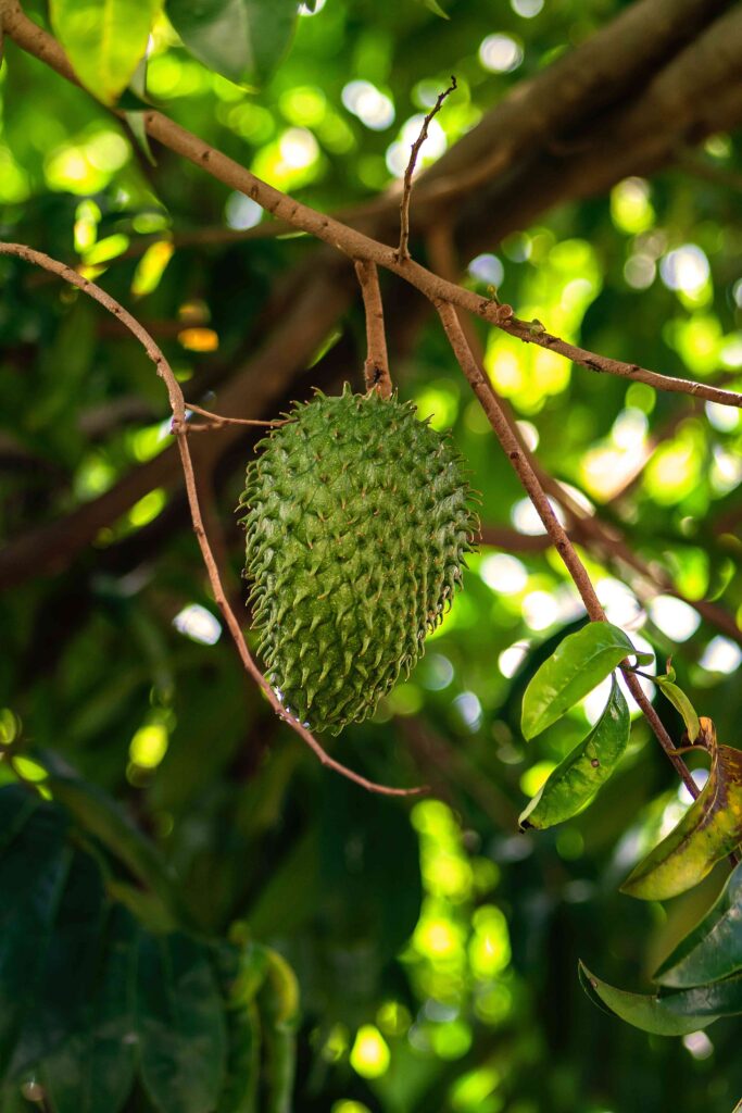 Soursop | Indonesian Fruits