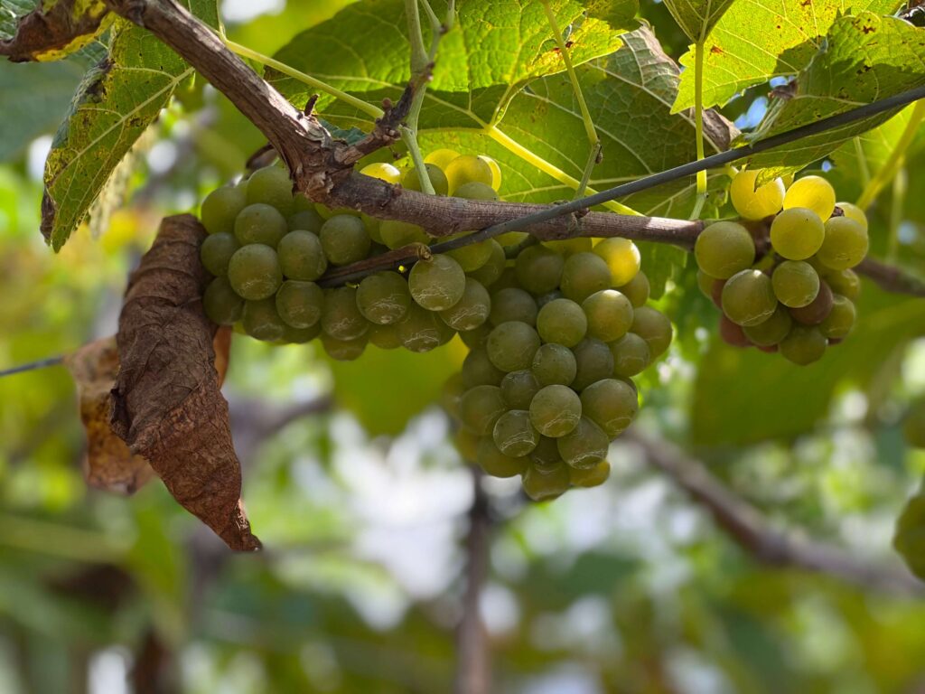 Hatten Wines Vineyard | North Bali Tourist Spot