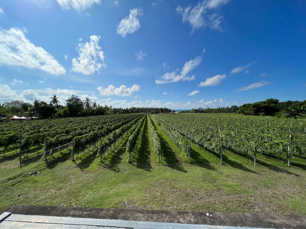 Hatten Wines Vineyard