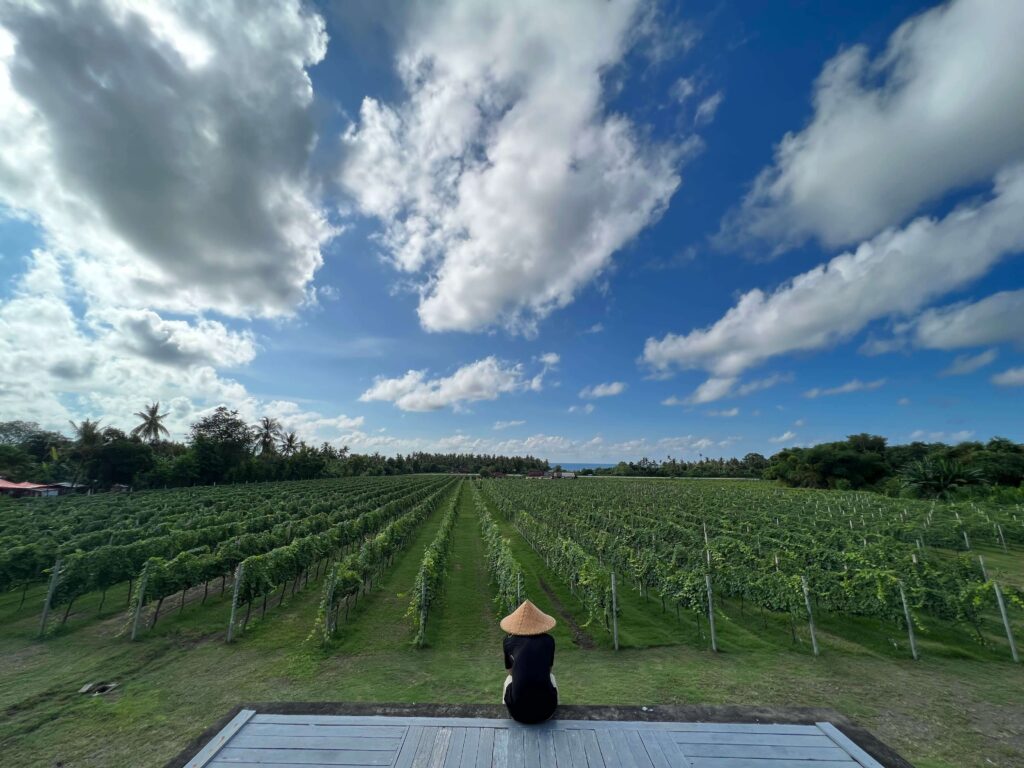 Hatten Wines Vineyard | North Bali Tourist Spot
