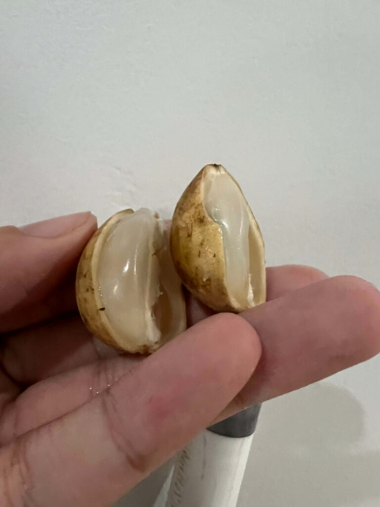 Duku fruit